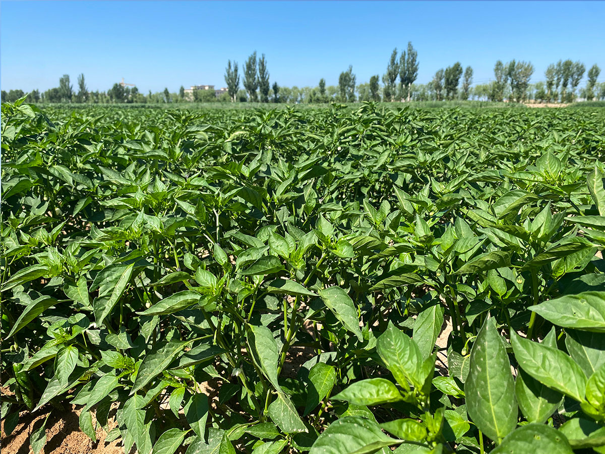 辣椒基地